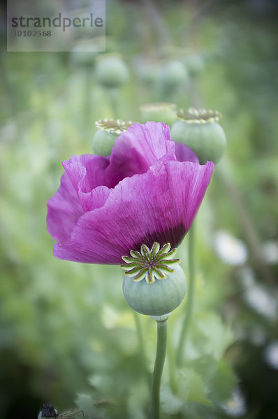 Ein großer violett blühender Mohn  Papaver somniferum