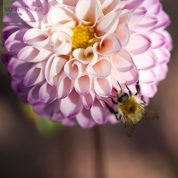 Nahaufnahme der Bienen bestäubenden rosa Dahlienblüte