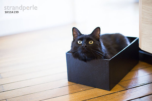 Katze im Karton liegend