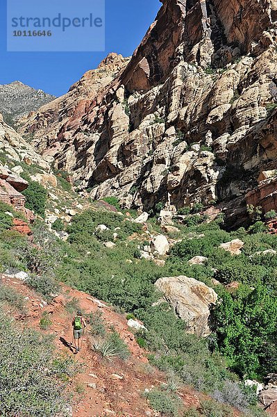 Hochwinkel-Rückansicht des Wanderers  der in Richtung Felswand läuft  First Creek  Las Vegas  Nevada  USA