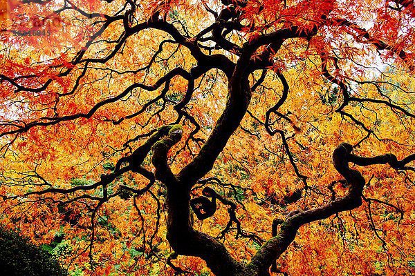 Flachwinkelansicht des japanischen Ahorns mit roten und orangefarbenen Herbstblättern