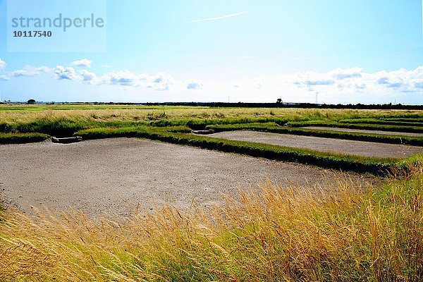 Austernbänke  Cite de l'Huitre  Marennes  Poitou-Charentes  Frankreich