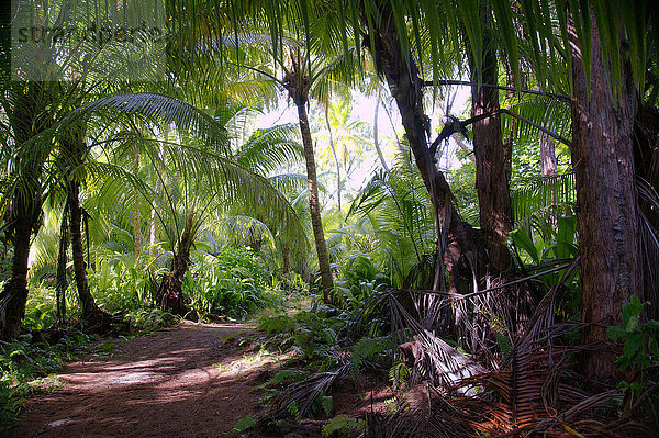 Weg im Dschungel  Denis Island  Seychellen  Afrika