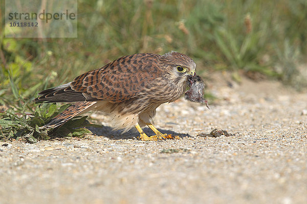 Turmfalke (Falco tinnunculus)  Jungvogel sitzt mit einer erbeuteten Maus im Schnabel am Boden  Neusiedlersee  Burgenland  Österreich  Europa
