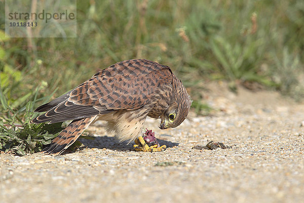 Turmfalke (Falco tinnunculus)  Jungvogel frisst erbeutete Maus am Boden  Neusiedlersee  Burgenland  Österreich  Europa