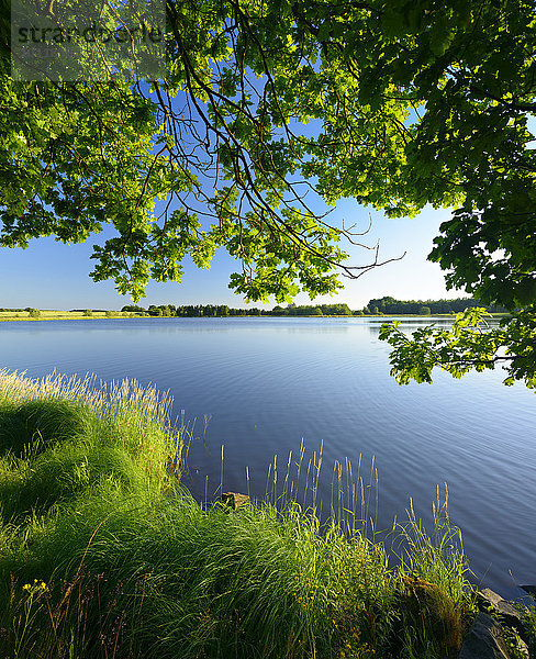 Neuer Teich im Plothener Teichgebiet  Naturpark Thüringer Schiefergebirge Obere Saale  Saale-Orla-Kreis  Thüringen  Deutschland  Europa