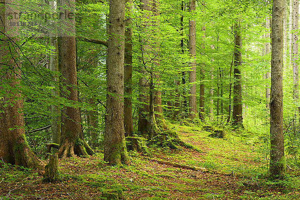 Naturnaher Fichtenwald  Ammergauer Alpen  Saulgrub  Bayern  Deutschland  Europa