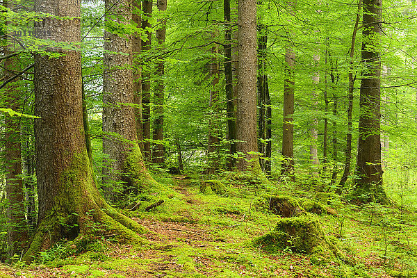 Naturnaher Fichtenwald  Ammergauer Alpen  Saulgrub  Bayern  Deutschland  Europa
