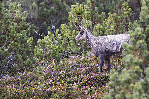 Gämse (Rupicapra rupicapra)  Stubaital  Tirol  Österreich  Europa