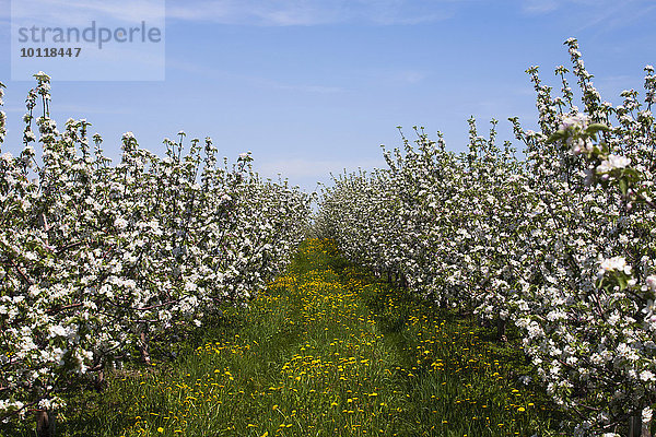 Apfelplantage zur Blüte  spätes Frühjahr  St. Paul d'Abbotsford  Estrie  Québec  Kanada  Nordamerika