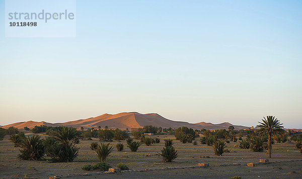 Dünen und Palmen im Morgenlicht  bei Merzouga  Region Meknès-Tafilalet  Marokko  Afrika