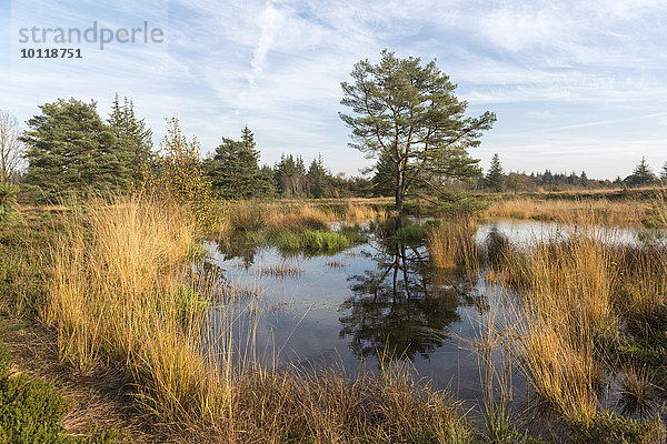 Moorsee mit Binsen  Naturschutzgebiet Bordelumer Heide und Langenhorner Heide  Nordfriesland  Schleswig-Holstein  Deutschland  Europa