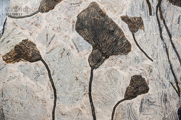 Crinoidea  fossile Seelilienkronen  gefunden bei Rissani  Marokko  Afrika