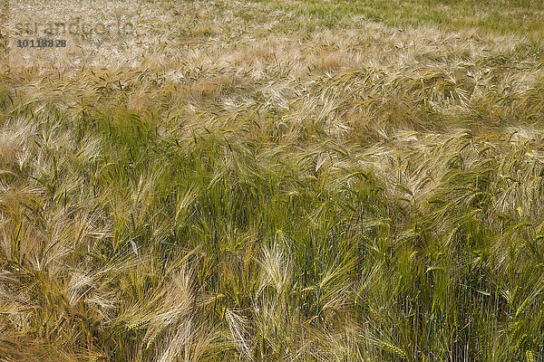 Gerstenfeld (Hordeum vulgare)  Nordrhein-Westfalen  Deutschland  Europa