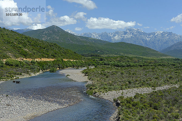 Von der Brücke Pont de Cinq Arcades auf das Flussbett des Fangu oder Fango  bei Galeria  mit dem Monte Cinto  Département Haute-Corse  Korsika  Frankreich  Europa