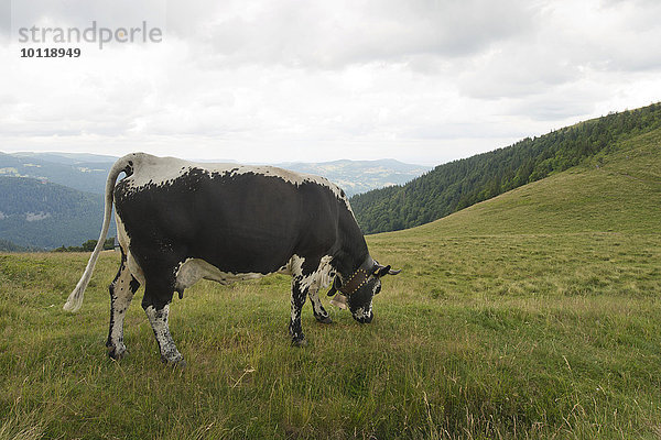 Vogesenrind (Bos primigenius taurus)  seltene  vom Aussterben bedrohte Rinderrasse  Vogesen  Elsaß-Lothringen  Frankreich  Europa