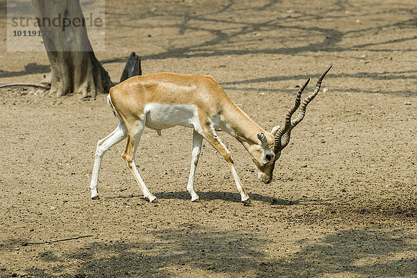 Hirschziegenantilope (Antilope cervicapra)  Männchen  weidend  Tierpark  captive  Neu-Delhi  Indien  Asien