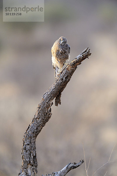 Gabar-Habicht (Micronisus gabar)  Jungvogel  auf Baumstrunk  Samburu Nationalreservat  Kenia  Afrika