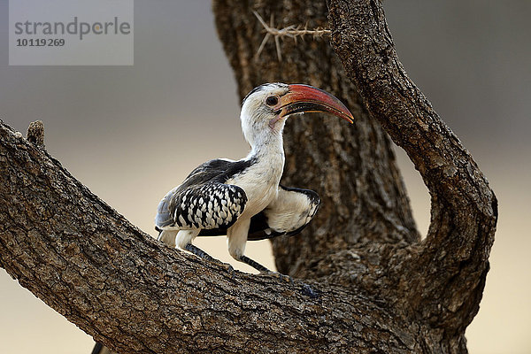 Rotschnabeltoko (Tockus erythrorhynchus)  in einem Baum sitzend  Samburu Nationalreservat  Kenia  Afrika