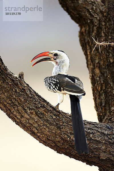 Rotschnabeltoko (Tockus erythrorhynchus)  in einem Baum sitzend  Samburu Nationalreservat  Kenia  Afrika