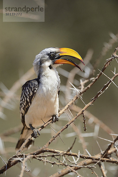Östlicher-Gelbschnabeltoko (Tockus flavirostris)  Samburu Nationalreservat  Kenia  Afrika