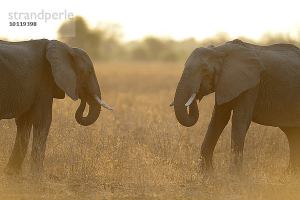 Afrikanische Elefanten (Loxodonta africana)  stehen sich gegenüber im Gegenlicht  staubige Luft  South Luangwa Nationalpark  Sambia  Afrika