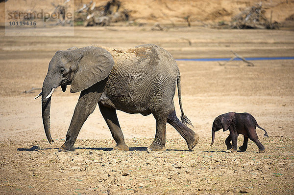 Afrikanischer Elefant (Loxodonta africana)  Elefantenkuh mit Kalb  marschiert durch trockenes Flussbett  South Luangwa Nationalpark  Sambia  Afrika