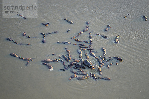 Flusspferde  Nilpferde (Hippopotamus amphibicus) stehen im flachen Wasser  Luftaufnahme  Luangwa Fluss  South Luangwa Nationalpark  Sambia  Afrika