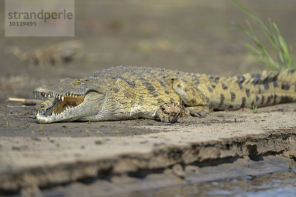 Nilkrokodil (Crocodylus niloticus)  am Ufer liegend  beim Sonnenbad  Sambesi Fluss  Lower Zambesi Nationalpark  Sambia  Afrika