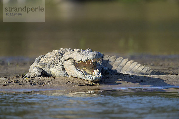 Nilkrokodil (Crocodylus niloticus)  beim Sonnenbad  aufgerissenes Maul  auf einer Sandbank  Sambesi Fluss  Lower Zambesi Nationalpark  Sambia  Afrika