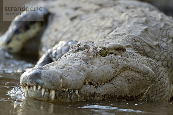 Nilkrokodil (Crocodylus niloticus)  am Sambesi Fluss  Lower Zambesi Nationalpark  Sambia  Afrika