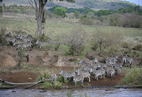 Steppenzebra  (Equus quagga)  Herde bei der Migration  große Wanderung  vor der Fluss Überquerung  zögernd  Mara Fluss  Masai Mara Nationalreservat  Kenia  Afrika