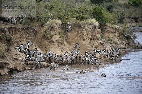 Steppenzebra  (Equus quagga)  Herde bei der Migration  große Wanderung  Fluss Überquerung  am Steilufer  Mara Fluss  Masai Mara Nationalreservat  Kenia  Afrika