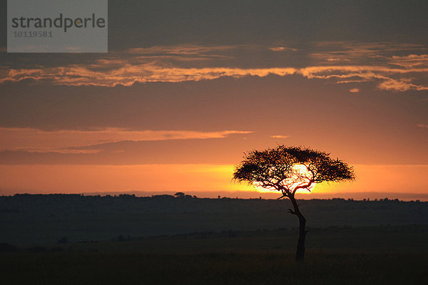 Sonnenaufgang  Gegenlicht  Einzelner Baum  Schirmakazie in der Steppe  bewölkter Himmel  Masai Mara Nationalreservat  Kenia  Afrika