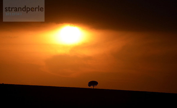 Sonnenuntergang  mit Gewitterstimmung  Gegenlicht  Einzelner Baum in der Steppe  Masai Mara Nationalreservat  Kenia  Afrika