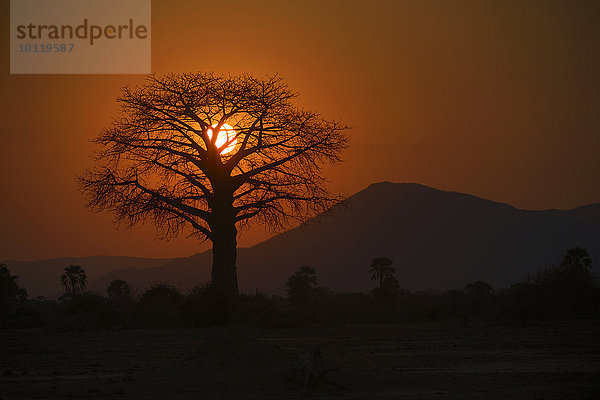 Affenbrotbaum  Silhouette vor der Sonne  roter Himmel  hinten Bergkette  Lower Zambesi Nationalpark  Sambia  Afrika