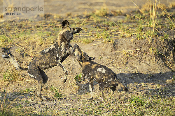 Afrikanische Wildhunde  (Lycaon pictus)  Jungtiere  spielend  kämpfend  South Luangwa Nationalpark  Sambia  Afrika