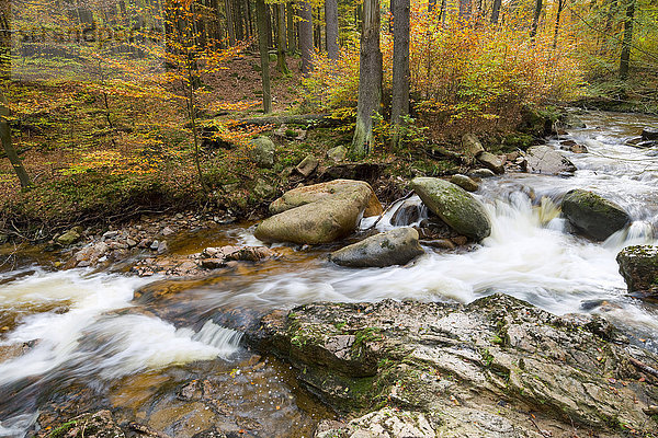 Gebirgsfluss Ilse im Herbst  Ilsetal  Harz  Sachsen-Anhalt  Deutschland  Europa
