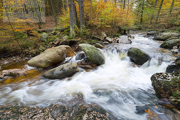 Gebirgsfluss Ilse im Herbst  Ilsetal  Harz  Sachsen-Anhalt  Deutschland  Europa
