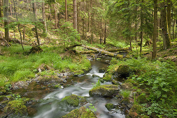 Fluss Vesser  Biosphärenreservat Vessertal-Thüringer Wald  Thüringen  Deutschland  Europa