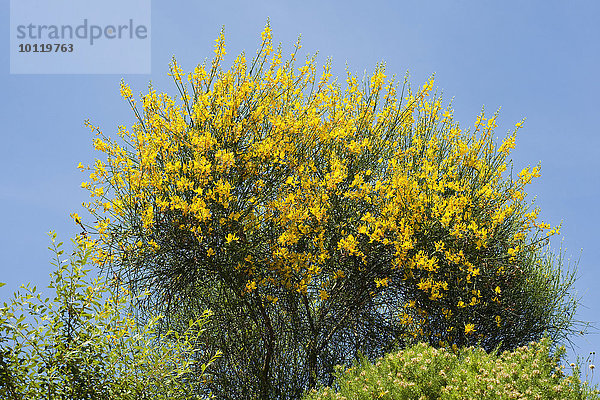 Italienischer Geißklee (Cytisus sessilifolius)  blühend  Thüringen  Deutschland  Europa