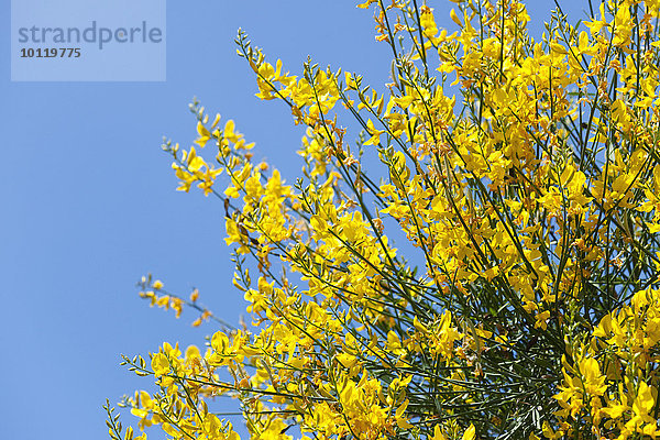 Italienischer Geißklee (Cytisus sessilifolius)  blühend  Thüringen  Deutschland  Europa