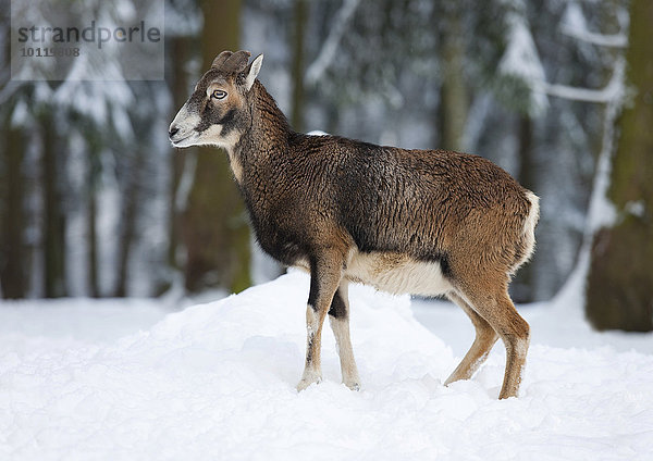 Europäischer Mufflon (Ovis ammon musimon)  Weibchen steht im Schnee  captive  Sachsen  Deutschland  Europa