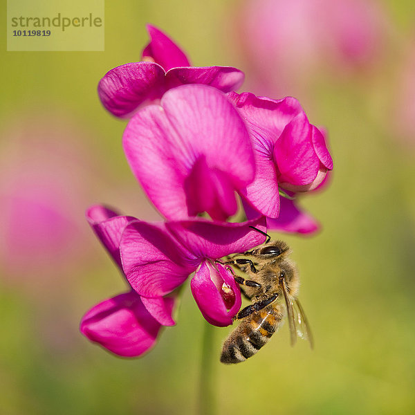 Westliche Honigbiene oder Europäische Honigbiene (Apis mellifera) an Blüte einer Platterbse (Lathyrus sp.)  Thüringen  Deutschland  Europa