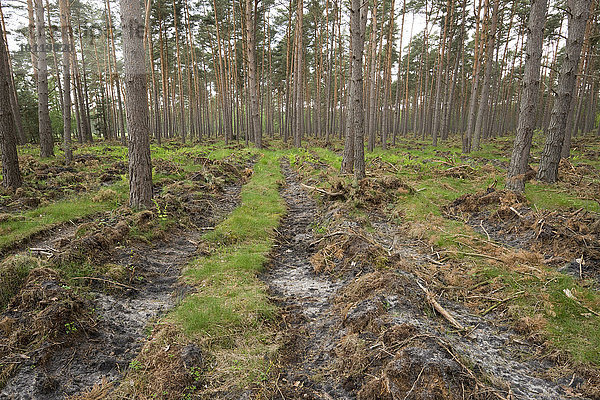 Bodenvorbereitung für die Naturverjüngung  Freilegen des Mineralbodens in einem Kiefernwald  Kiefern (Pinus sylvestris)  Niedersachsen  Deutschland  Europa