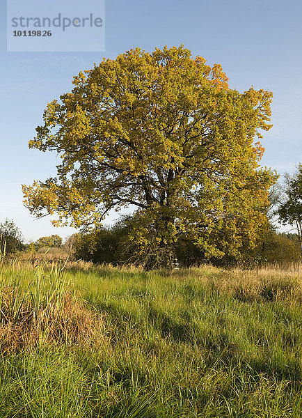 Stieleiche (Quercus robur) im Herbst  Naturschutzgebiet Düpenwiesen  Niedersachsen  Deutschland  Europa