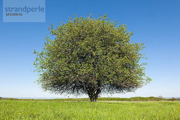 Einzelner Birnbaum (Pyrus communis) auf einer Wiese  Thüringen  Deutschland  Europa