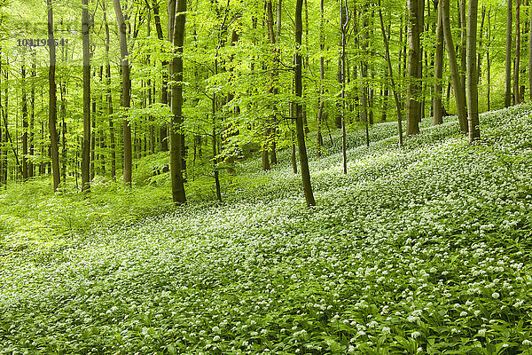 Rotbuchenwald (Fagus sylvatica) mit blühendem Bärlauch  Waldknoblauch oder Wilder Knoblauch (Allium ursinum)  Nationalpark Hainich  Thüringen  Deutschland  Europa
