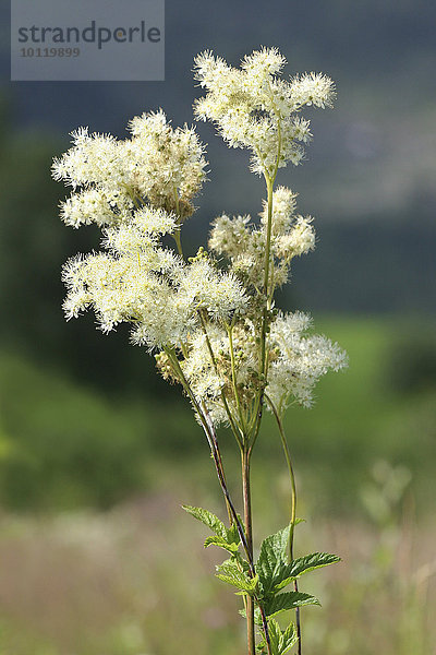 Echtes Mädesüß (Filipendula ulmaria)  blühend  Thüringen  Deutschland  Europa