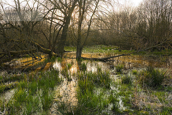 Weichholzaue mit Weiden (Salix spec.) im Frühjahr  Naturschutzgebiet Drömling  Niedersachsen  Deutschland  Europa